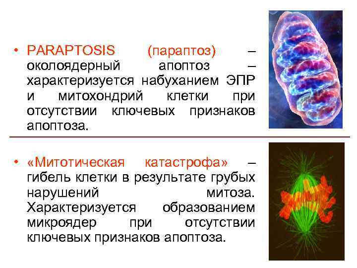 Понятие клетки