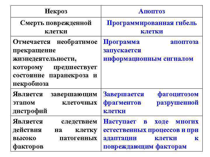 Некроз Апоптоз Смерть поврежденной Программированная гибель клетки Отмечается необратимое Программа апоптоза прекращение запускается жизнедеятельности,