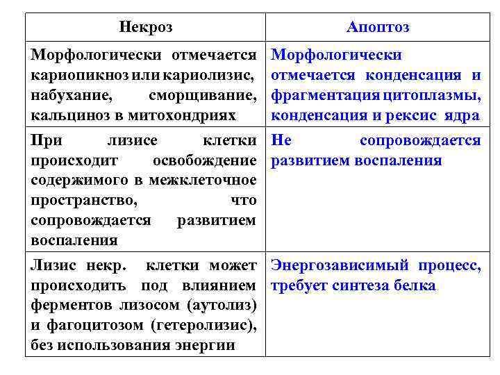 Некроз Апоптоз Морфологически отмечается кариопикноз или кариолизис, набухание, сморщивание, кальциноз в митохондриях Морфологически отмечается