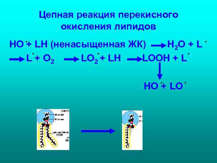 Цепная реакция перекисного окисления липидов . . НО + LH (ненасыщенная ЖК) H 2