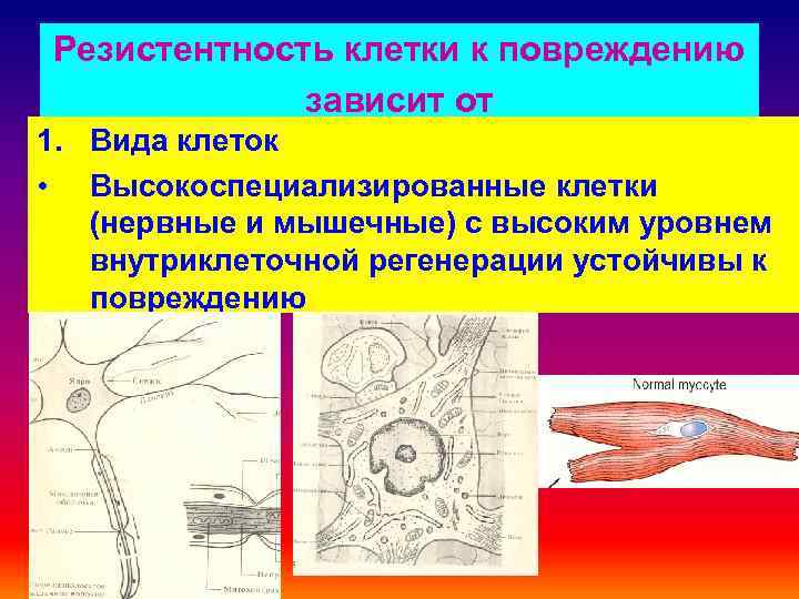 Резистентность клетки к повреждению зависит от 1. Вида клеток • Высокоспециализированные клетки (нервные и