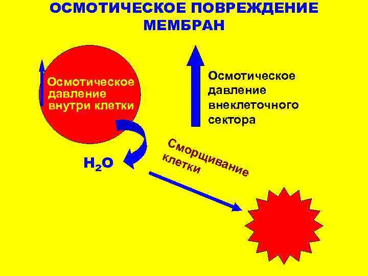 ОСМОТИЧЕСКОЕ ПОВРЕЖДЕНИЕ МЕМБРАН Осмотическое давление внутри клетки Н 2 О Осмотическое давление внеклеточного сектора