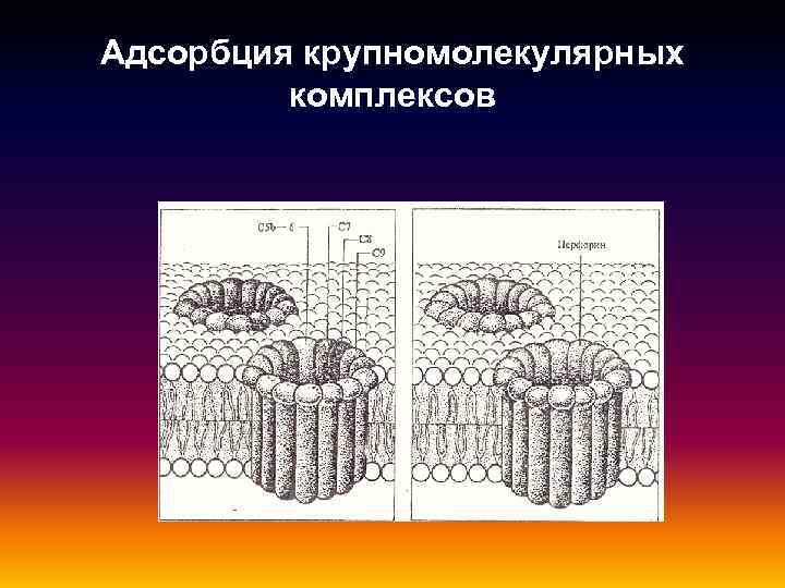 Адсорбция крупномолекулярных комплексов 