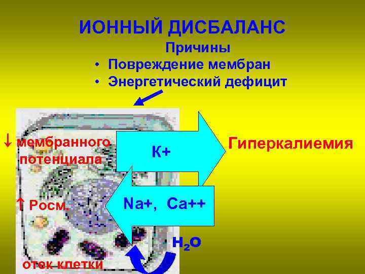 ИОННЫЙ ДИСБАЛАНС Причины • Повреждение мембран • Энергетический дефицит мембранного потенциала Pосм. Гиперкалиемия К+