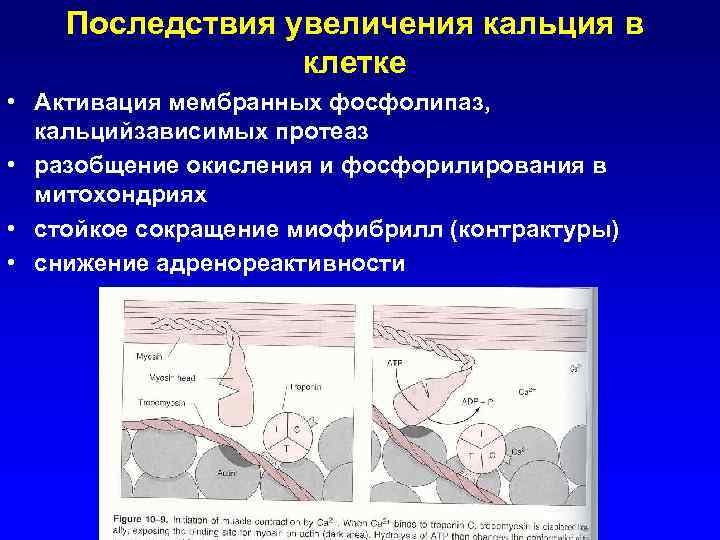 Последствия увеличения кальция в клетке • Активация мембранных фосфолипаз, кальцийзависимых протеаз • разобщение окисления