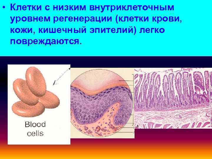  • Клетки с низким внутриклеточным уровнем регенерации (клетки крови, кожи, кишечный эпителий) легко