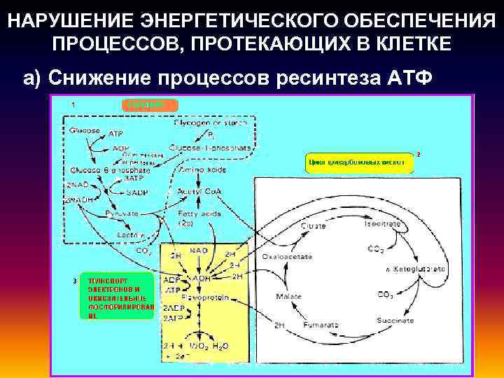 НАРУШЕНИЕ ЭНЕРГЕТИЧЕСКОГО ОБЕСПЕЧЕНИЯ ПРОЦЕССОВ, ПРОТЕКАЮЩИХ В КЛЕТКЕ а) Снижение процессов ресинтеза АТФ 