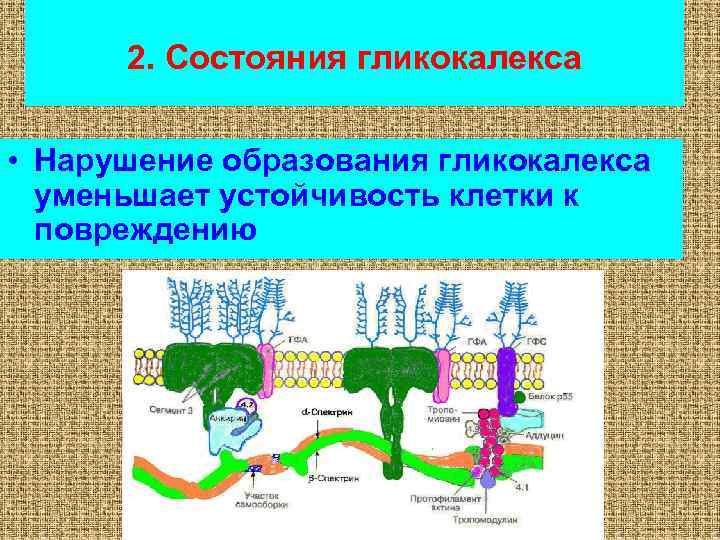 2. Состояния гликокалекса • Нарушение образования гликокалекса уменьшает устойчивость клетки к повреждению 