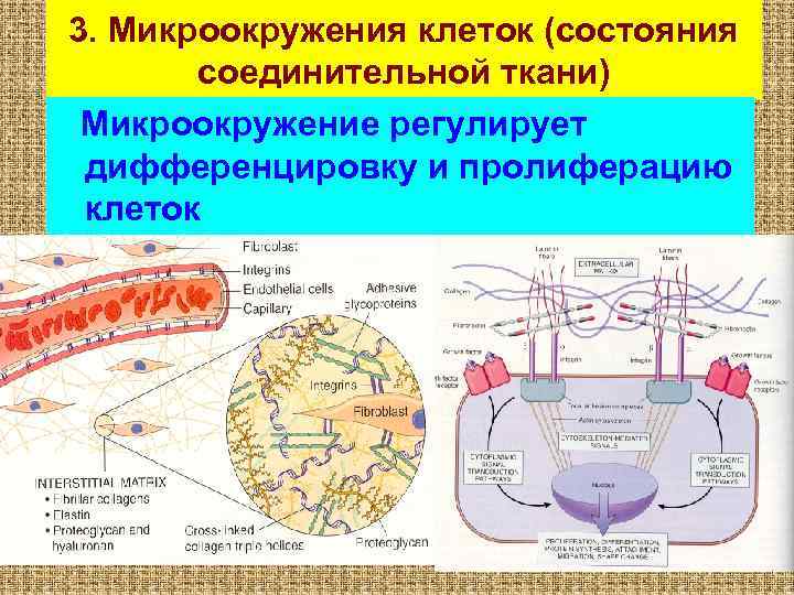 3. Микроокружения клеток (состояния соединительной ткани) Микроокружение регулирует дифференцировку и пролиферацию клеток 