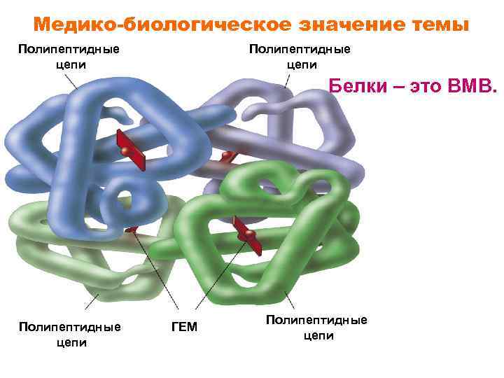 Медико-биологическое значение темы Полипептидные цепи Белки – это ВМВ. Полипептидные цепи ГЕМ Полипептидные цепи