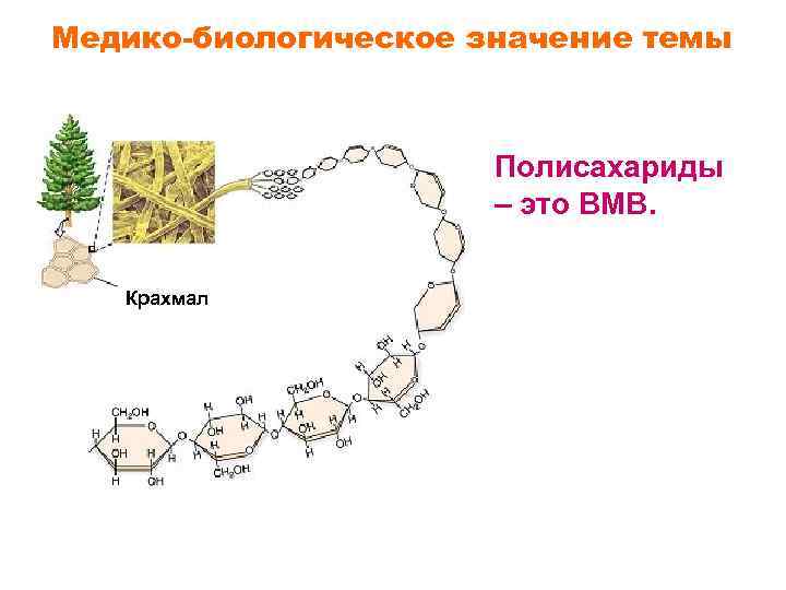 Медико-биологическое значение темы Полисахариды – это ВМВ. Крахмал 