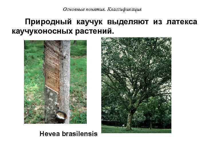 Основные понятия. Классификация Природный каучук выделяют из латекса каучуконосных растений. Hevea brasilensis 