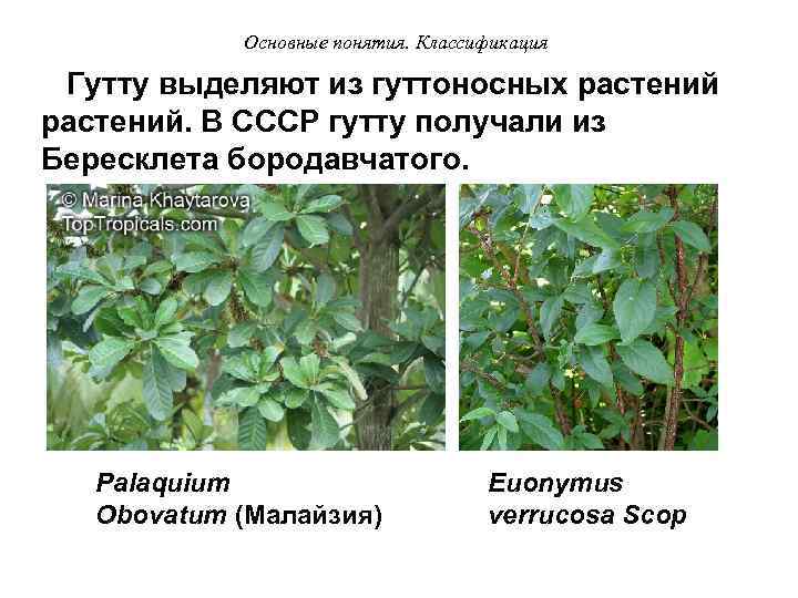 Основные понятия. Классификация Гутту выделяют из гуттоносных растений. В СССР гутту получали из Бересклета