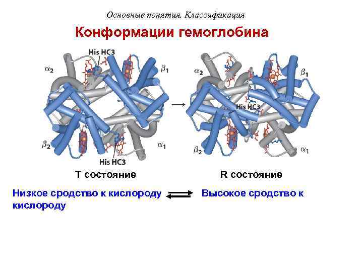 Основные понятия. Классификация Конформации гемоглобина T состояние R состояние Низкое сродство к кислороду Высокое