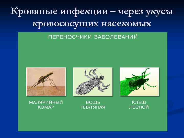 Возбудитель передается через укусы насекомых. Кровососущее насекомое название. Возбудитель каких инфекций передается через укусы кровососущих. Способ передачи инфекционных заболеваний через укусы. Кровяные инфекции передаются через кровососущих насекомых.