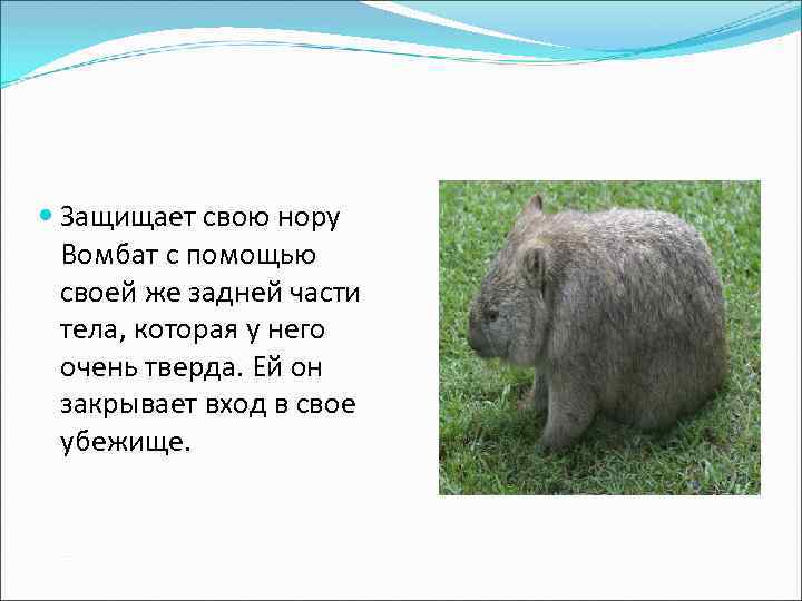  Защищает свою нору Вомбат с помощью своей же задней части тела, которая у