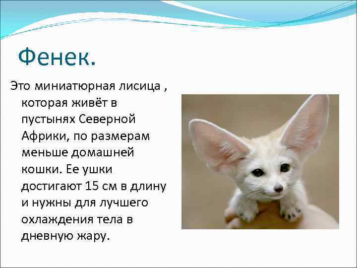 Фенек. Это миниатюрная лисица , которая живёт в пустынях Северной Африки, по размерам меньше
