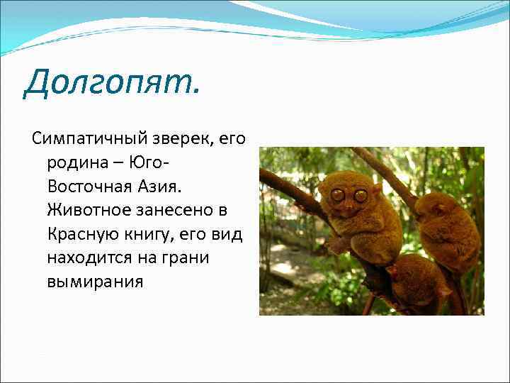 Долгопят. Симпатичный зверек, его родина – Юго. Восточная Азия. Животное занесено в Красную книгу,