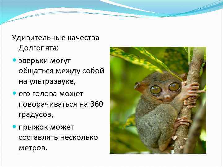 Удивительные качества Долгопята: зверьки могут общаться между собой на ультразвуке, его голова может поворачиваться