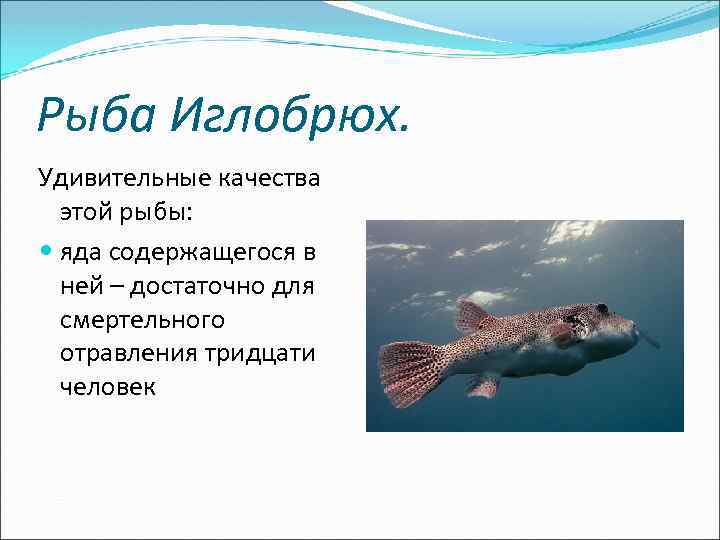 Рыба Иглобрюх. Удивительные качества этой рыбы: яда содержащегося в ней – достаточно для смертельного