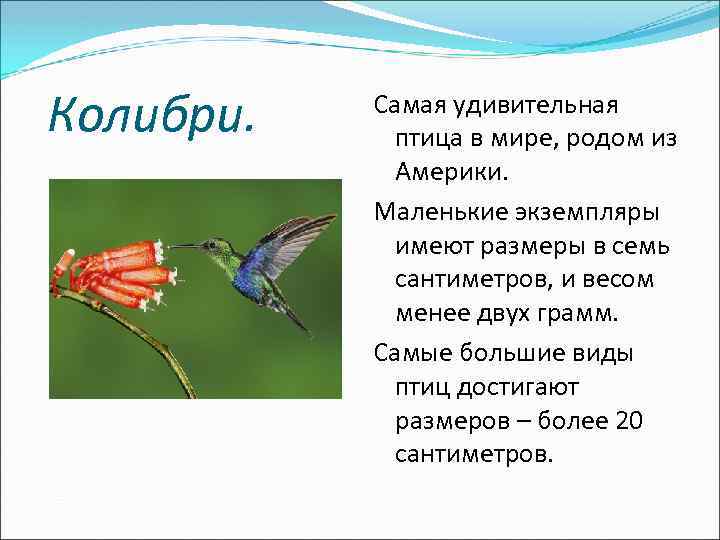  Колибри. Самая удивительная птица в мире, родом из Америки. Маленькие экземпляры имеют размеры