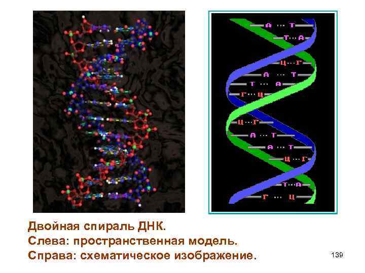 Двойная спираль ДНК. Слева: пространственная модель. Справа: схематическое изображение. 139 