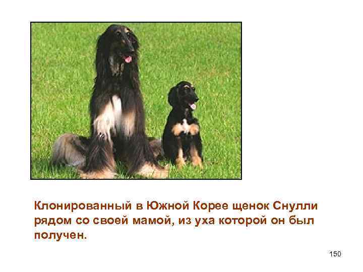 Клонированный в Южной Корее щенок Снулли рядом со своей мамой, из уха которой он