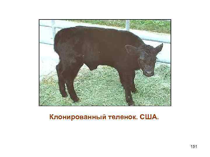 Клонированный теленок. США. 151 