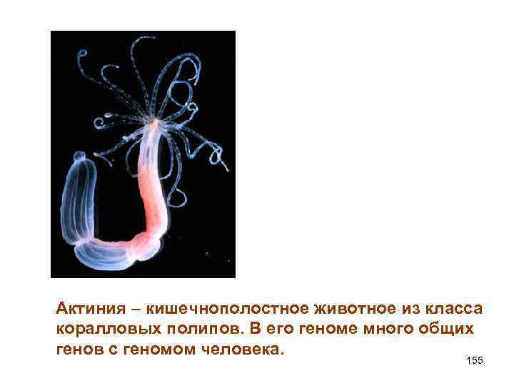 Актиния – кишечнополостное животное из класса коралловых полипов. В его геноме много общих генов