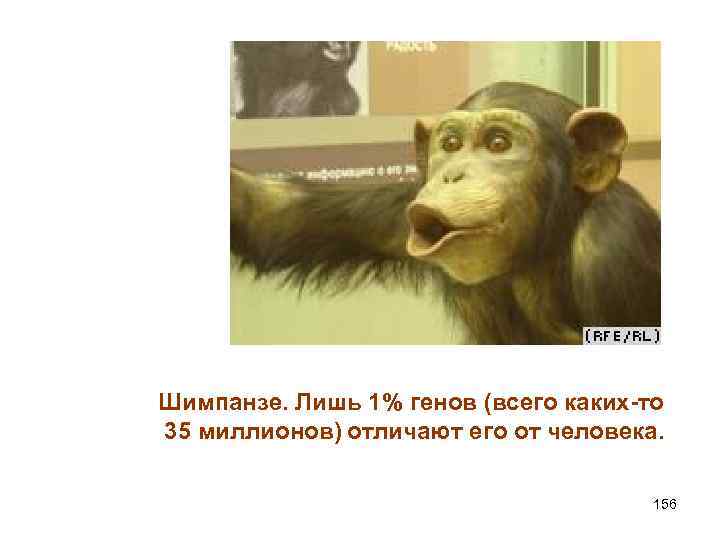 Шимпанзе. Лишь 1% генов (всего каких-то 35 миллионов) отличают его от человека. 156 