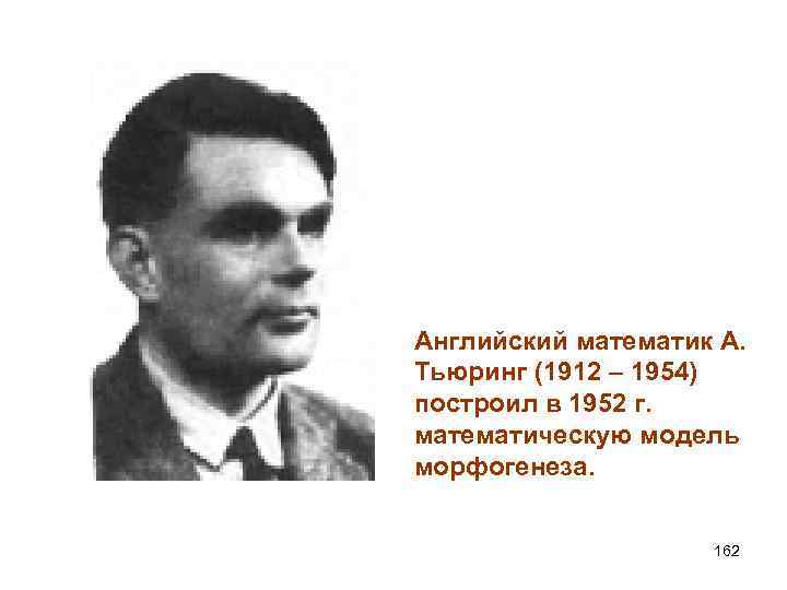 Английский математик А. Тьюринг (1912 – 1954) построил в 1952 г. математическую модель морфогенеза.