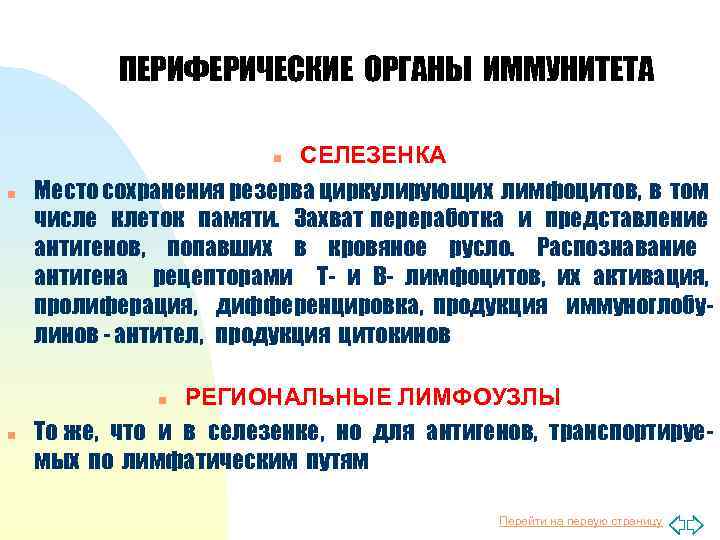 ПЕРИФЕРИЧЕСКИЕ ОРГАНЫ ИММУНИТЕТА СЕЛЕЗЕНКА Место сохранения резерва циркулирующих лимфоцитов, в том числе клеток памяти.