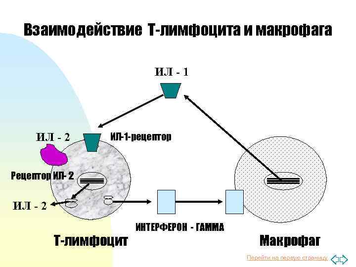 Взаимодействие Т-лимфоцита и макрофага ИЛ - 1 ИЛ - 2 ИЛ-1 -рецептор Рецептор ИЛ-