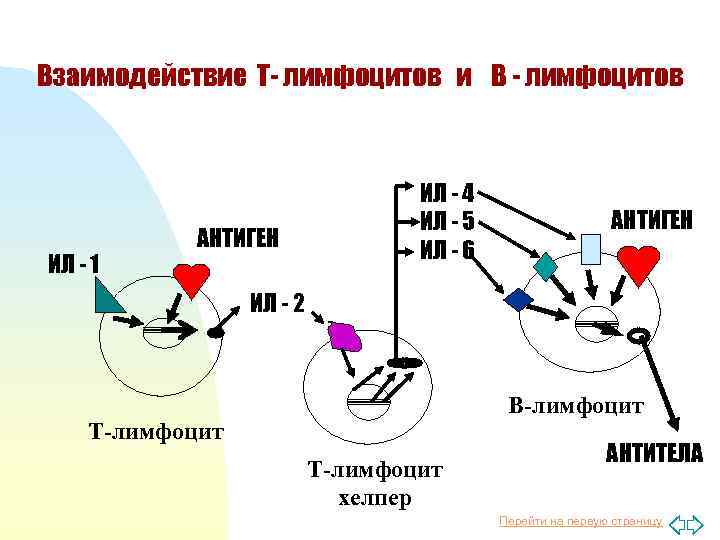 Взаимодействия т. Взаимодействие в-лимфоцита и т-лимфоцита-хелпера. Механизмы взаимодействия т - и в-лимфоцитов. Взаимодействие t и b лимфоцитов. Взаимодействие т лимфоцитов с антигенами.