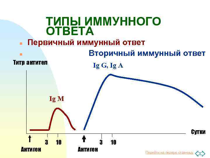 Схема первичный и вторичный иммунный ответ