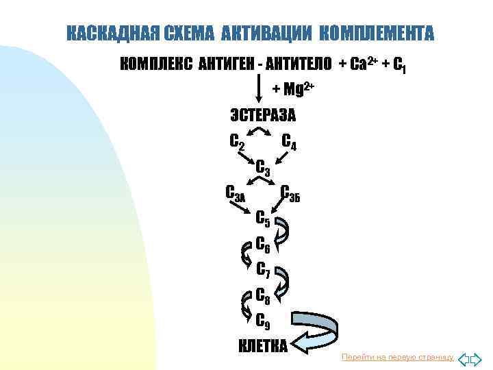 Схема активации комплемента