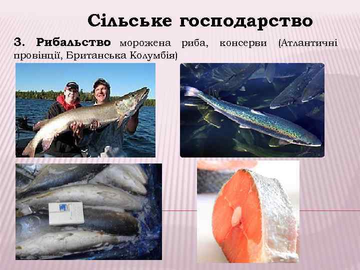 Сільське господарство 3. Рибальство морожена риба, консерви (Атлантичні : провінції, Британська Колумбія) 