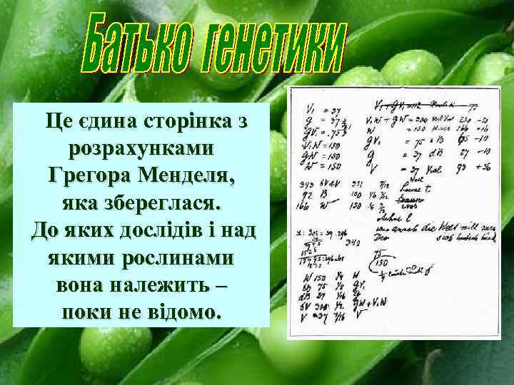 Це єдина сторінка з розрахунками Грегора Менделя, яка збереглася. До яких дослідів і над