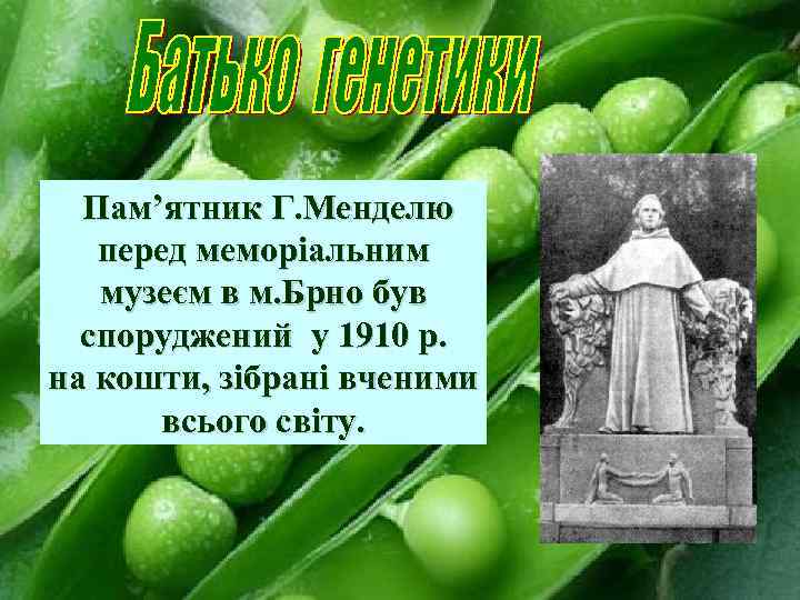 Пам’ятник Г. Менделю перед меморіальним музеєм в м. Брно був споруджений у 1910 р.