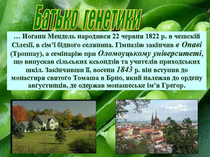 … Иоганн Мендель народився 22 червня 1822 р. в чешскій Сілезії, в сім’ї бідного