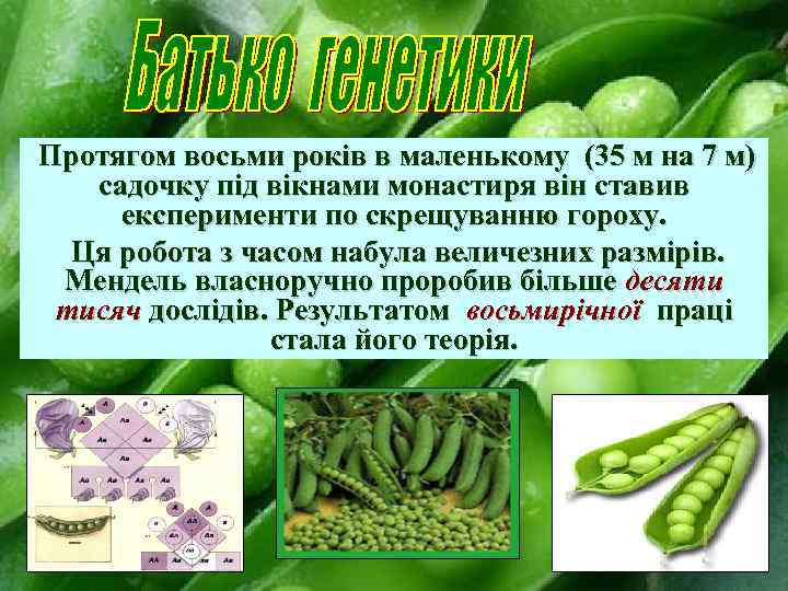 Протягом восьми років в маленькому (35 м на 7 м) садочку під вікнами монастиря