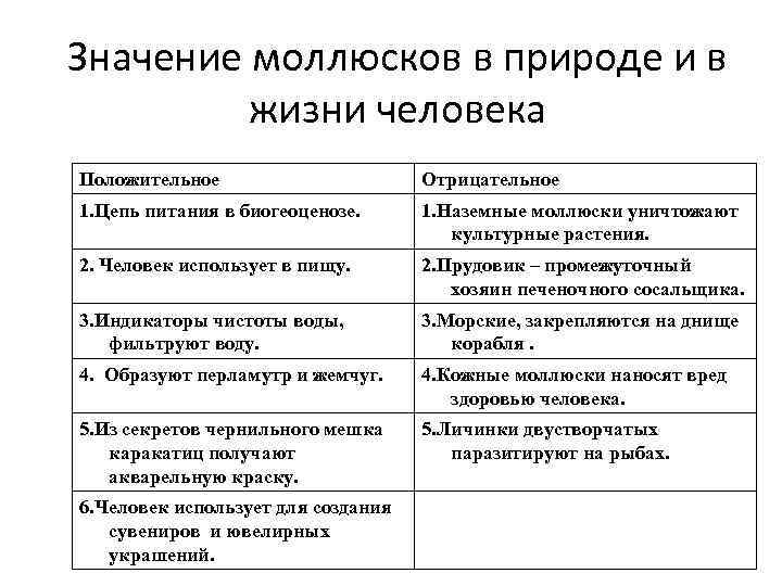 Значение моллюсков в природе и в жизни человека Положительное Отрицательное 1. Цепь питания в
