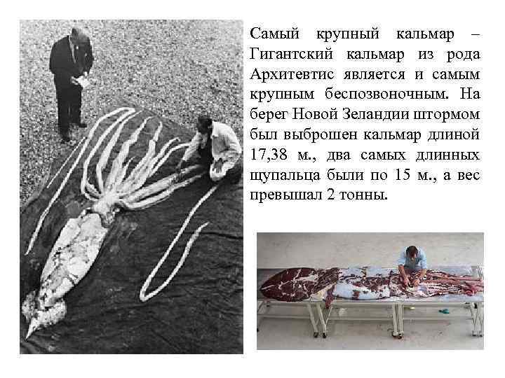 Самый крупный кальмар – Гигантский кальмар из рода Архитевтис является и самым крупным беспозвоночным.