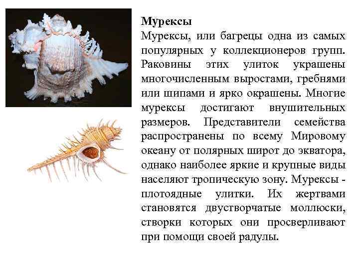 Мурексы, или багрецы одна из самых популярных у коллекционеров групп. Раковины этих улиток украшены