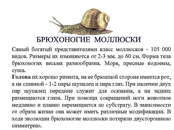 БРЮХОНОГИЕ МОЛЛЮСКИ Самый богатый представителями класс моллюсков - 105 000 видов. Размеры их изменяются