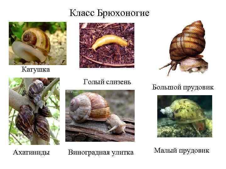 Класс Брюхоногие Катушка Голый слизень Ахатиниды Виноградная улитка Большой прудовик Малый прудовик 