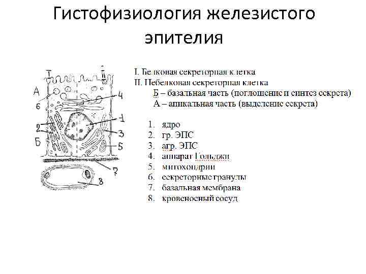 Гистофизиология железистого эпителия 