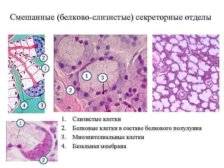 Смешанные (белково-слизистые) секреторные отделы 2 1 1 3 2 4 3 1. 2. 3.