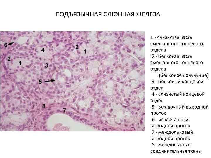 Подъязычная слюнная железа фото