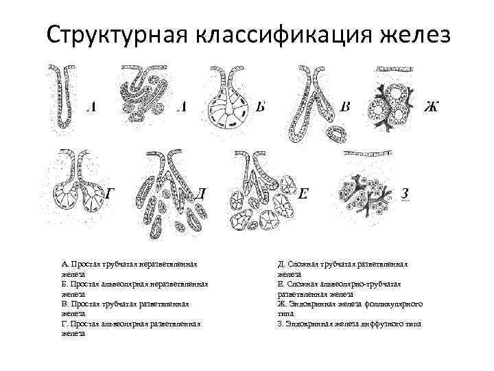 Структурная классификация желез А. Простая трубчатая неразветвленная железа Б. Простая альвеолярная неразветвленная железа В.